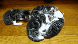 17 ici-pici macska csapat, akik leigázzák a világot annyira cukik - gifek