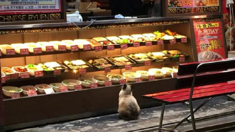 A japán étterem műanyag ételei teljesen elvarázsolták az éhes cicát