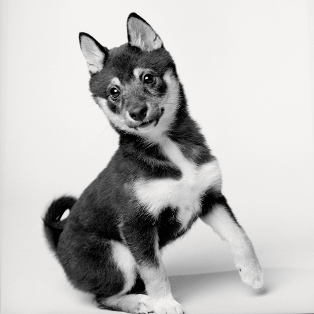 Megható kutyaportrékat készít egy fotós