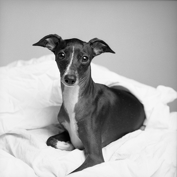 Megható kutyaportrékat készít egy fotós