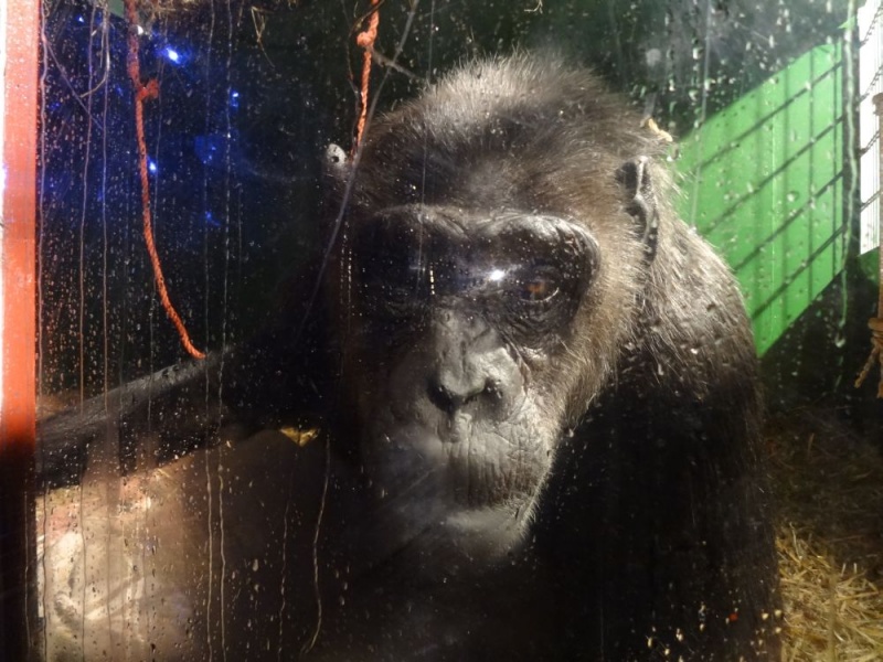 Visszakapta a szabadságát a 39 éves cirkuszi csimpánz