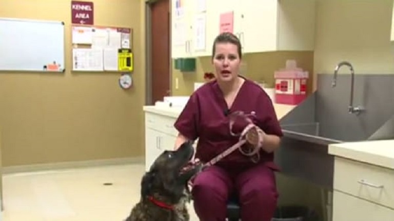 Életmentő kedvenc: a nő szerint kutyája fedezte fel mellrákját