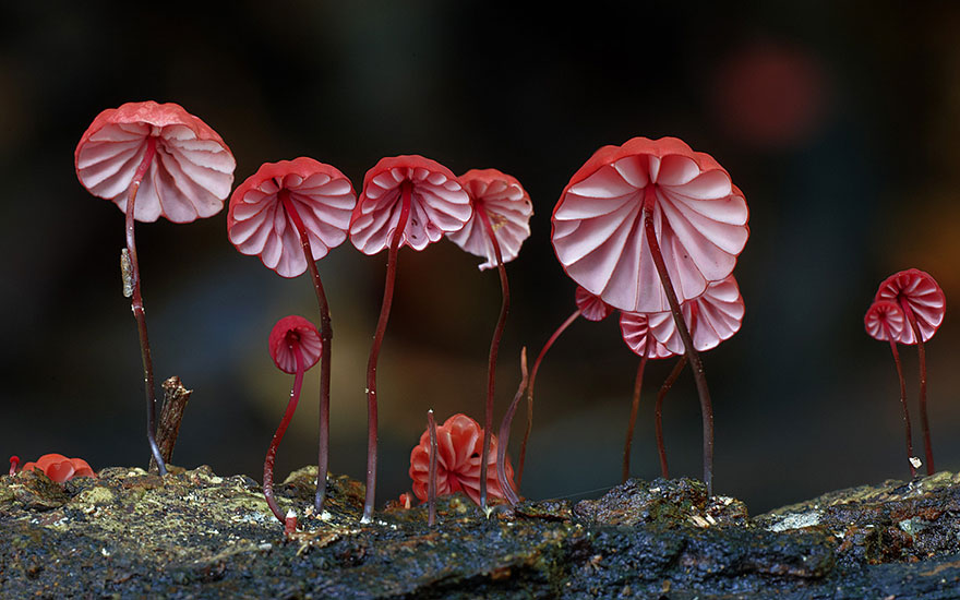 Pillants be a gombák csodálatos világába!