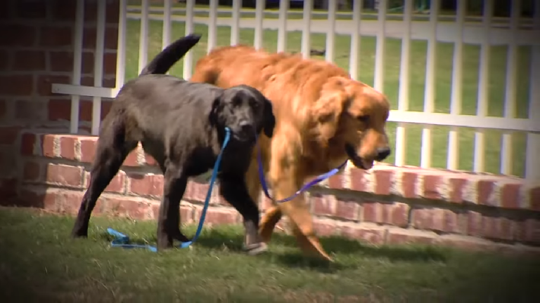Megható videó: vakvezető kutyát kapott a vakon született kutyus