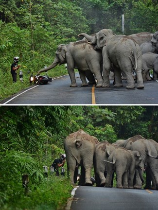 Bocsánatot kért a felidegesített elefántoktól a thai motoros
