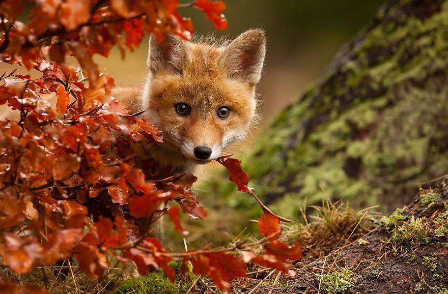 Csodaszép őszi állatos képek, amiket nagyon jól esik nézegetni