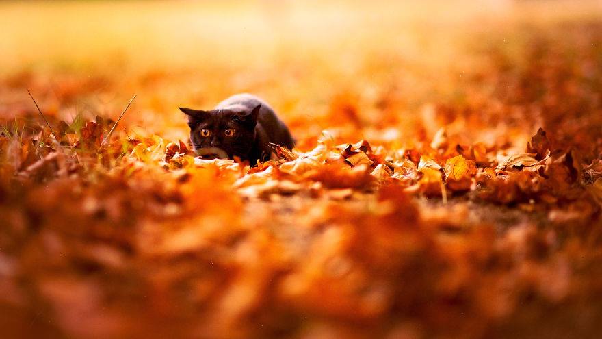 Csodaszép őszi állatos képek, amiket nagyon jól esik nézegetni