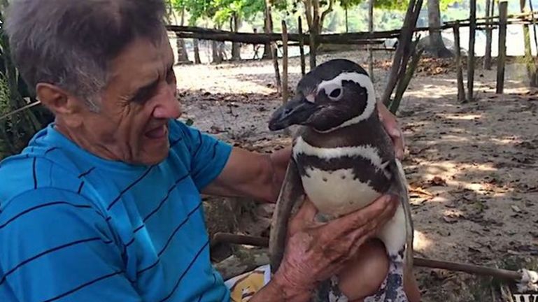Visszajár öreg barátjához a hűséges pingvin