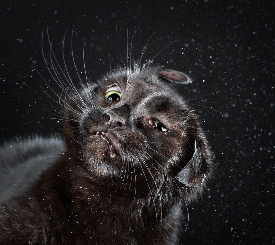 Vicces macska portékat készít egy fotós - képek