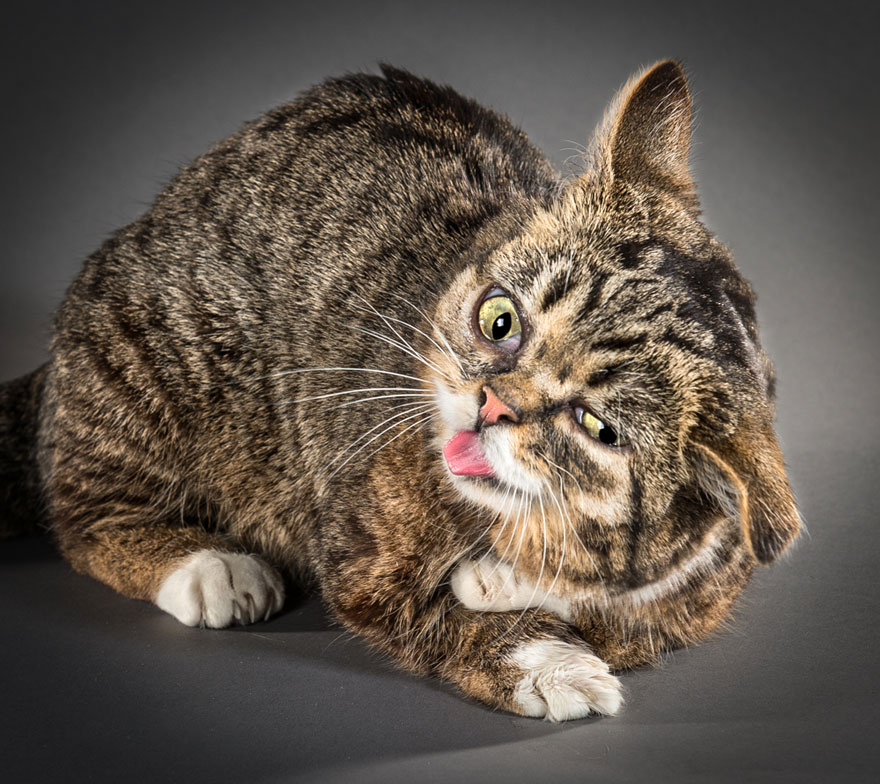 Vicces macska portékat készít egy fotós - képek