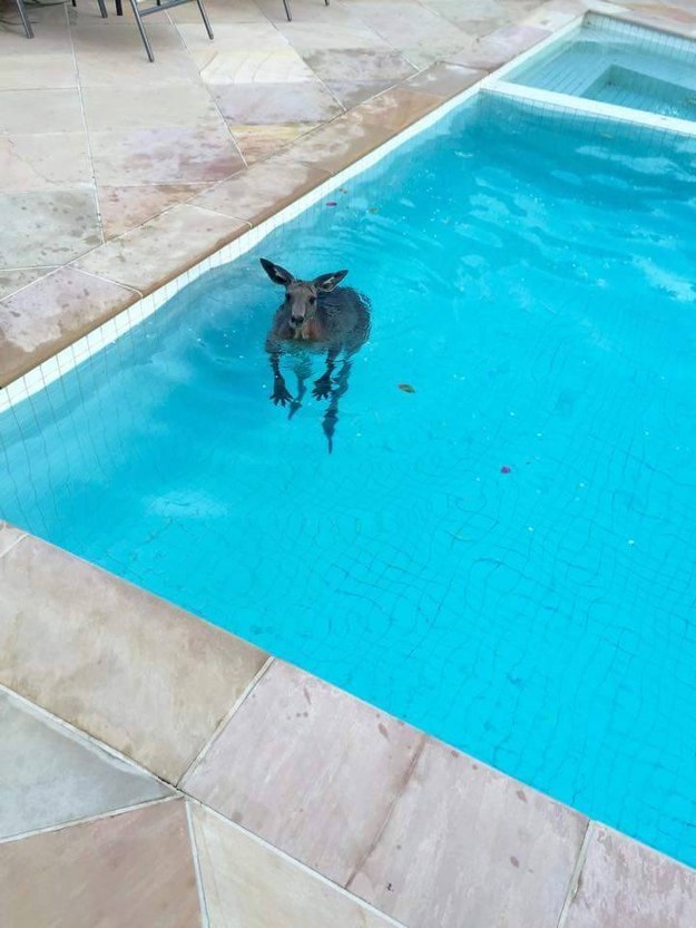 Belógott egyet medencézni a kenguru - vicces fotók