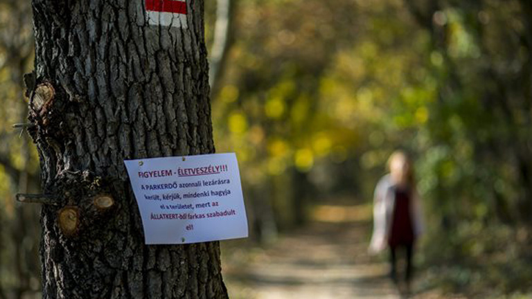 Szökött farkasra figyelmeztető felirat a pécsi parkerdőben
