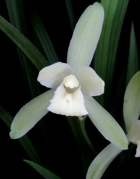 Így gondozd az orchideád télen