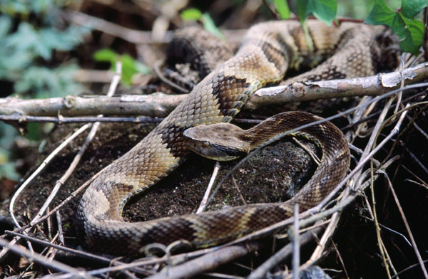 Másfél éves gyerek harapott halálra egy mérges kígyót