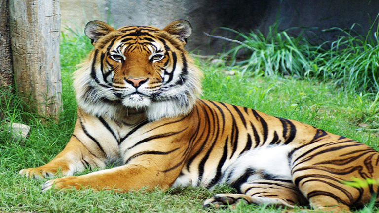 Beszökött az állatkertbe a tigrishez - a tigris annyira nem örült neki