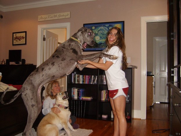 19 hatalmas kutya, akik gazdijaik fejére nőttek - vicces képek