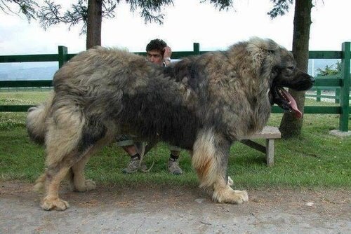 19 hatalmas kutya, akik gazdijaik fejére nőttek - vicces képek
