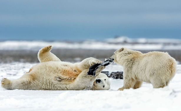 Vicces fotók: nadrágot akart húzni a jegesmedve