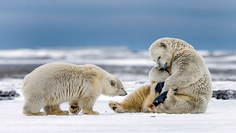 Vicces fotók: nadrágot akart húzni a jegesmedve