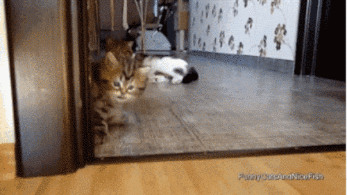 20 macskás gif, amit ha megnézel egész nap mosolyogni fogsz