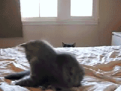20 macskás gif, amit ha megnézel egész nap mosolyogni fogsz