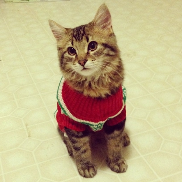 Állatok, akik csinosabbak a karácsonyi pulcsiban, mint te valaha leszel