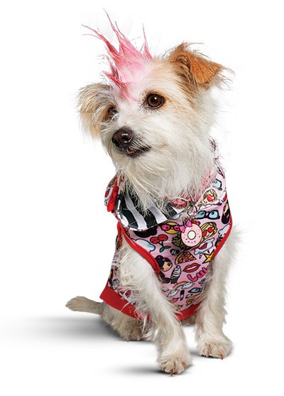 Gwen Stefani punk kutyáknak tervez