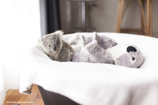 Vigyázat! Ez a kis koalabébi elrabolja a szívedet - tündéri képek