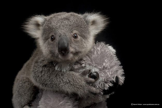 Vigyázat! Ez a kis koalabébi elrabolja a szívedet - tündéri képek