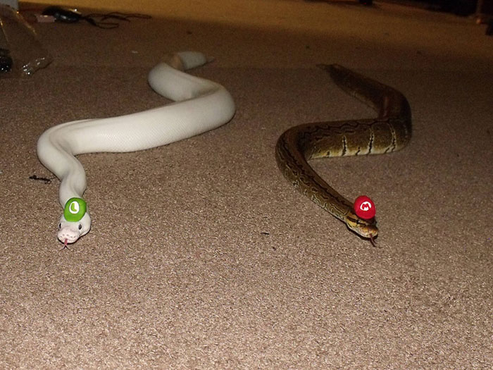 Még a kígyók is aranyosak lesznek egy jópofa fejfedőtől! - fotók
