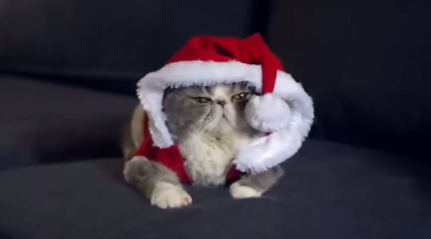 Macskák, akikből hülyét csinált a gazdijuk karácsonykor - videó