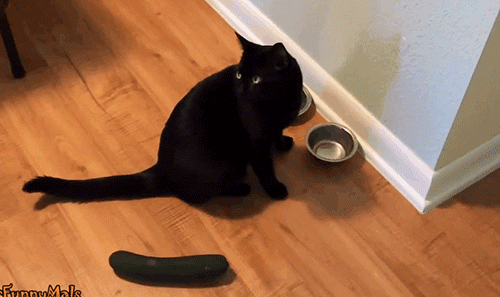13 fekete macska, aki elrabolja a szívedet péntek 13-án