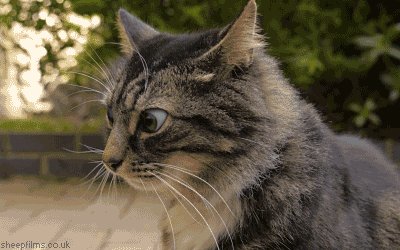 15 őrült macskás pillanatfotó 
