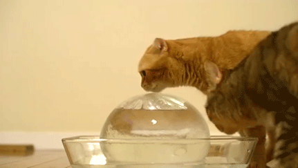 15 őrült macskás pillanatfotó 
