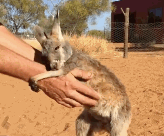 Cuki videó: imád kezeket ölelgetni a bébikenguru