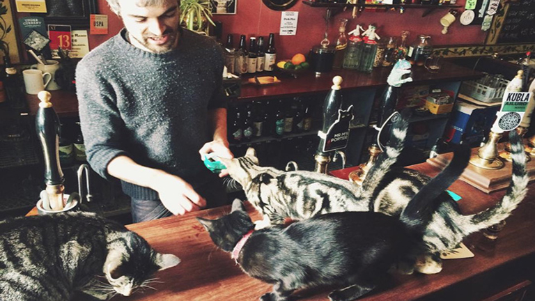 Cicarajongók figyelem: macskás kocsma nyílt Angliából
