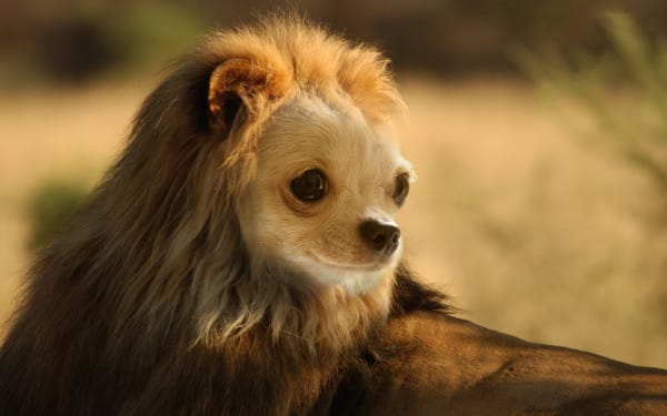 A legfurább photoshopolt állatok, amikről azt kívánod, bárcsak léteznének