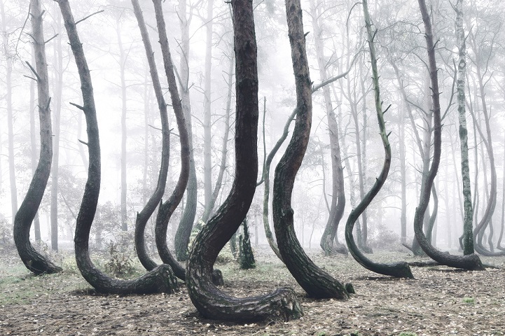 Misztikus fotók Európa legtitokzatosabb erdejéről - képek