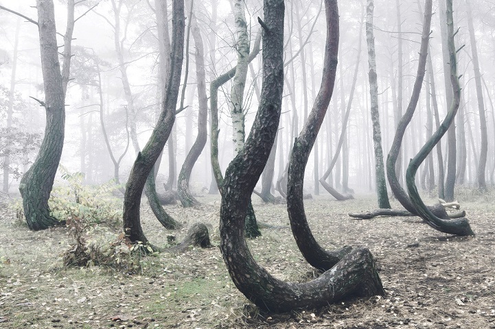 Misztikus fotók Európa legtitokzatosabb erdejéről - képek