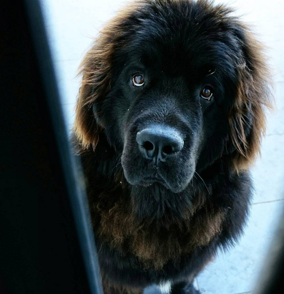 21 kép a lenyűgöző labradorokról és újfullandi kutyákról