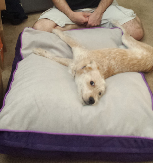 9 megmentett kutyus, akik önfeledten élvezik új otthonukat - cuki képek