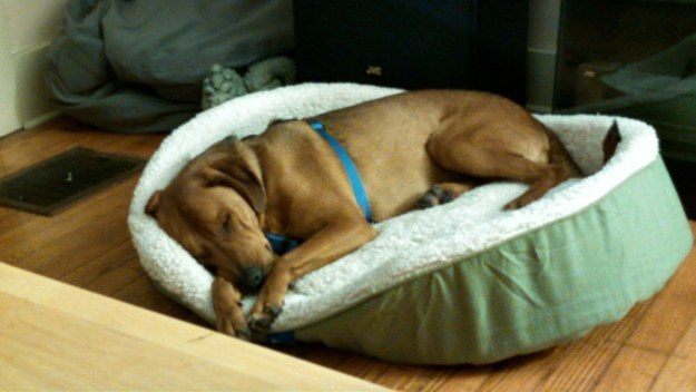 9 megmentett kutyus, akik önfeledten élvezik új otthonukat - cuki képek