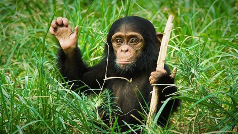 Nyugdíjazták a kísérleti csimpánzokat Amerikában