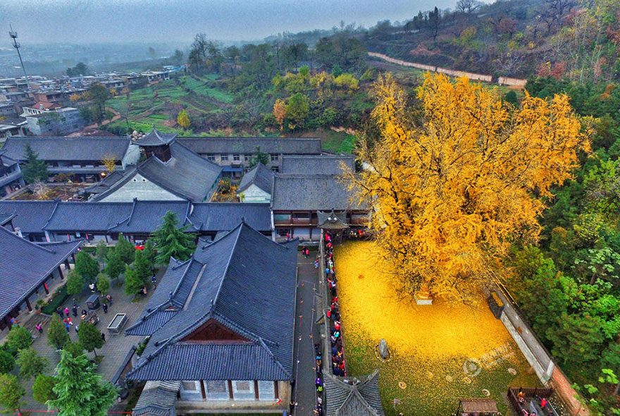 Lélegzetelállító képek az 1400 éves fáról, ami sárga leveleket hullajt