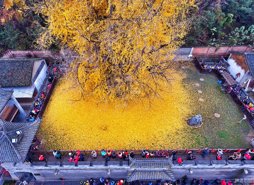 Lélegzetelállító képek az 1400 éves fáról, ami sárga leveleket hullajt
