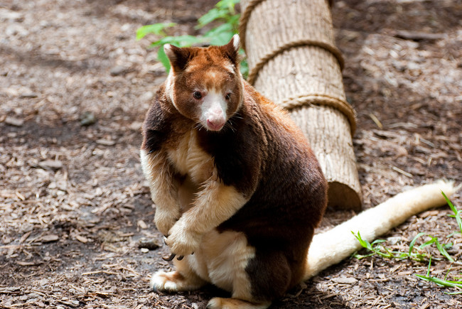 20 ausztrál állat, akik nem veszélyesek ellenben szupercukik