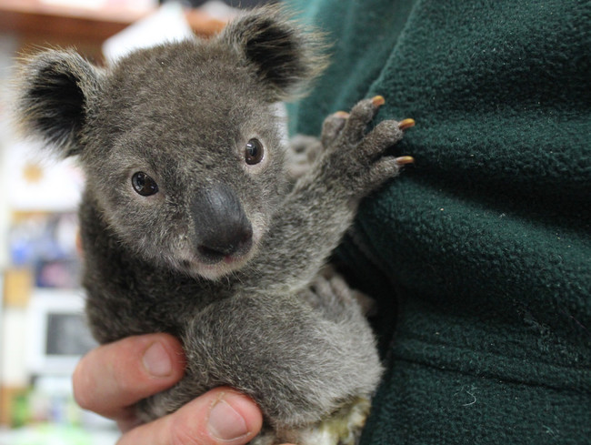 20 ausztrál állat, akik nem veszélyesek ellenben szupercukik