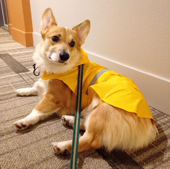 Minden, amire vágytál egy esős napon: egy csomó cuki esőkabátos kutya