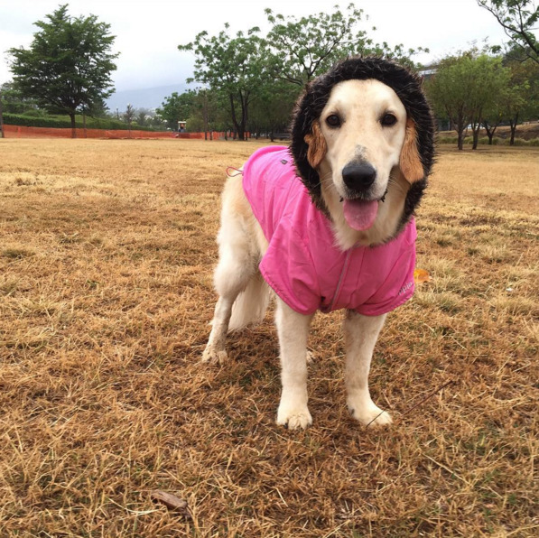 Minden, amire vágytál egy esős napon: egy csomó cuki esőkabátos kutya