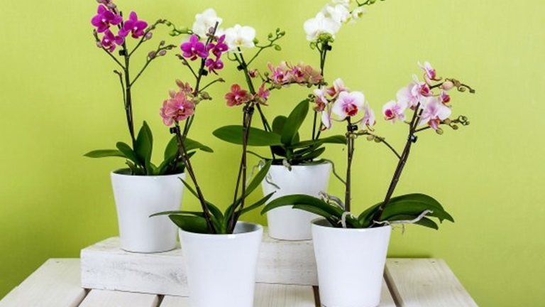 Így gondozd az orchideát télen